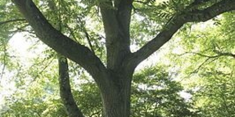 Uzgoj mandžurskog oraha